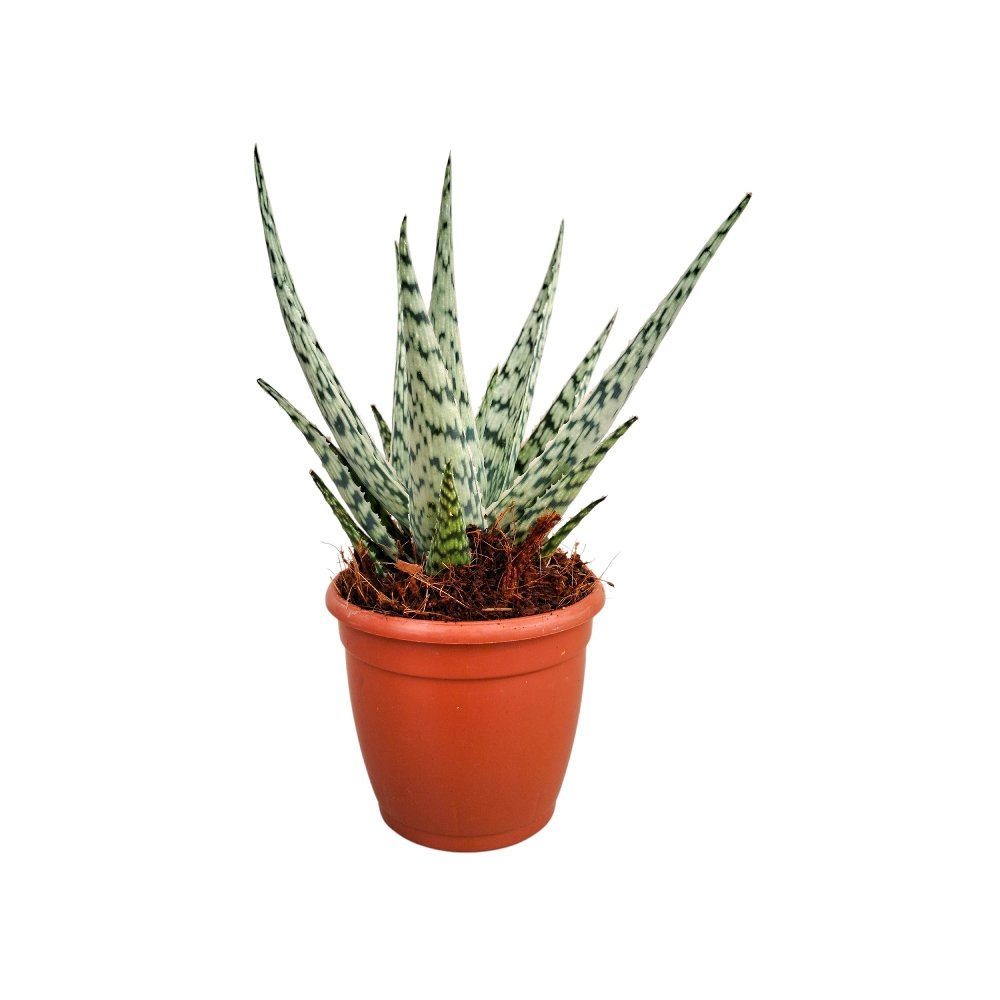 Aloe hybrida 'Doran Black' – Rare Dark Foliage Hybrid Succulent - Image 3