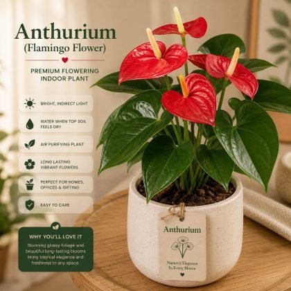Anthurium (Flamingo Flower)