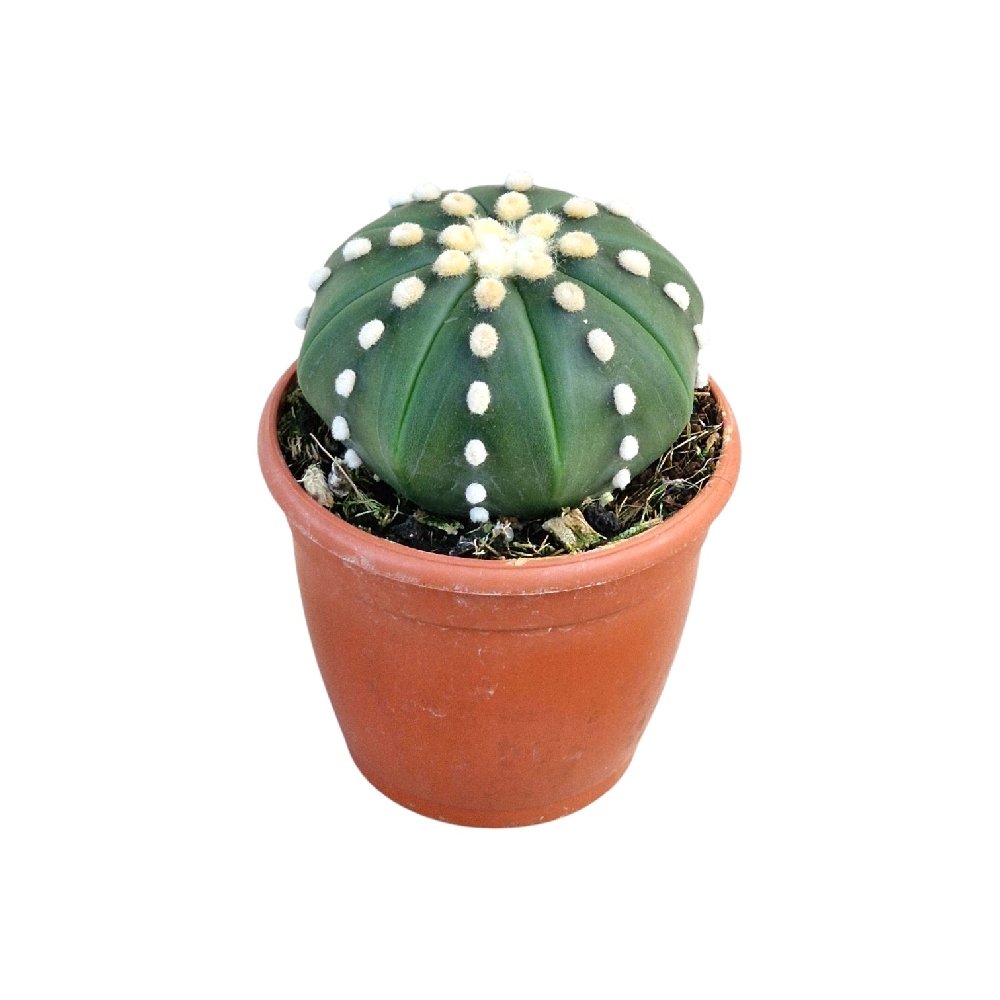 Astrophytum 'Green' – Rare Green Star Cactus - Image 3