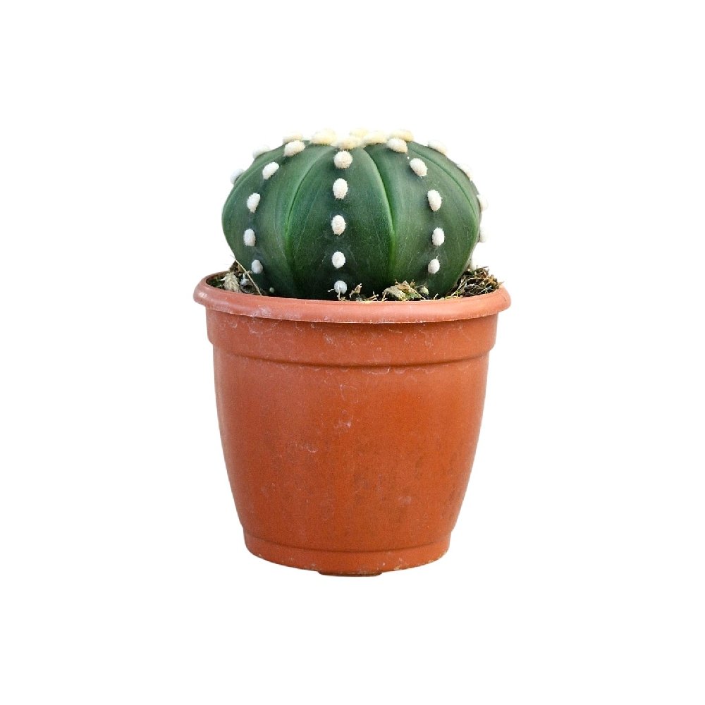 Astrophytum 'Green' – Rare Green Star Cactus - Image 2