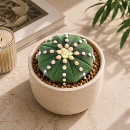 Astrophytum 'Green' – Rare Green Star Cactus