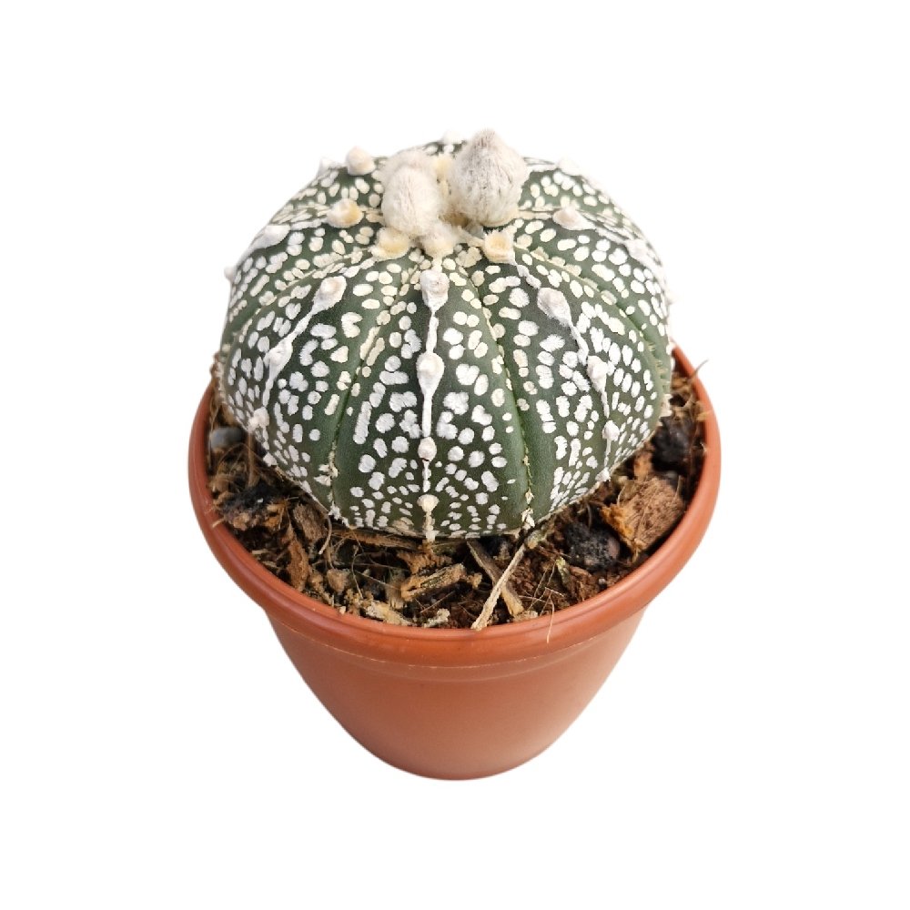 Astrophytum 'White' – Rare White Star Cactus - Image 3