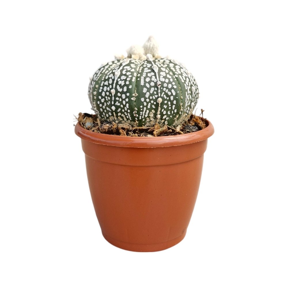 Astrophytum 'White' – Rare White Star Cactus - Image 2