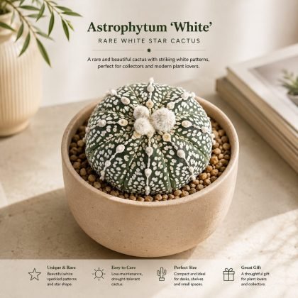 Astrophytum 'White' – Rare White Star Cactus