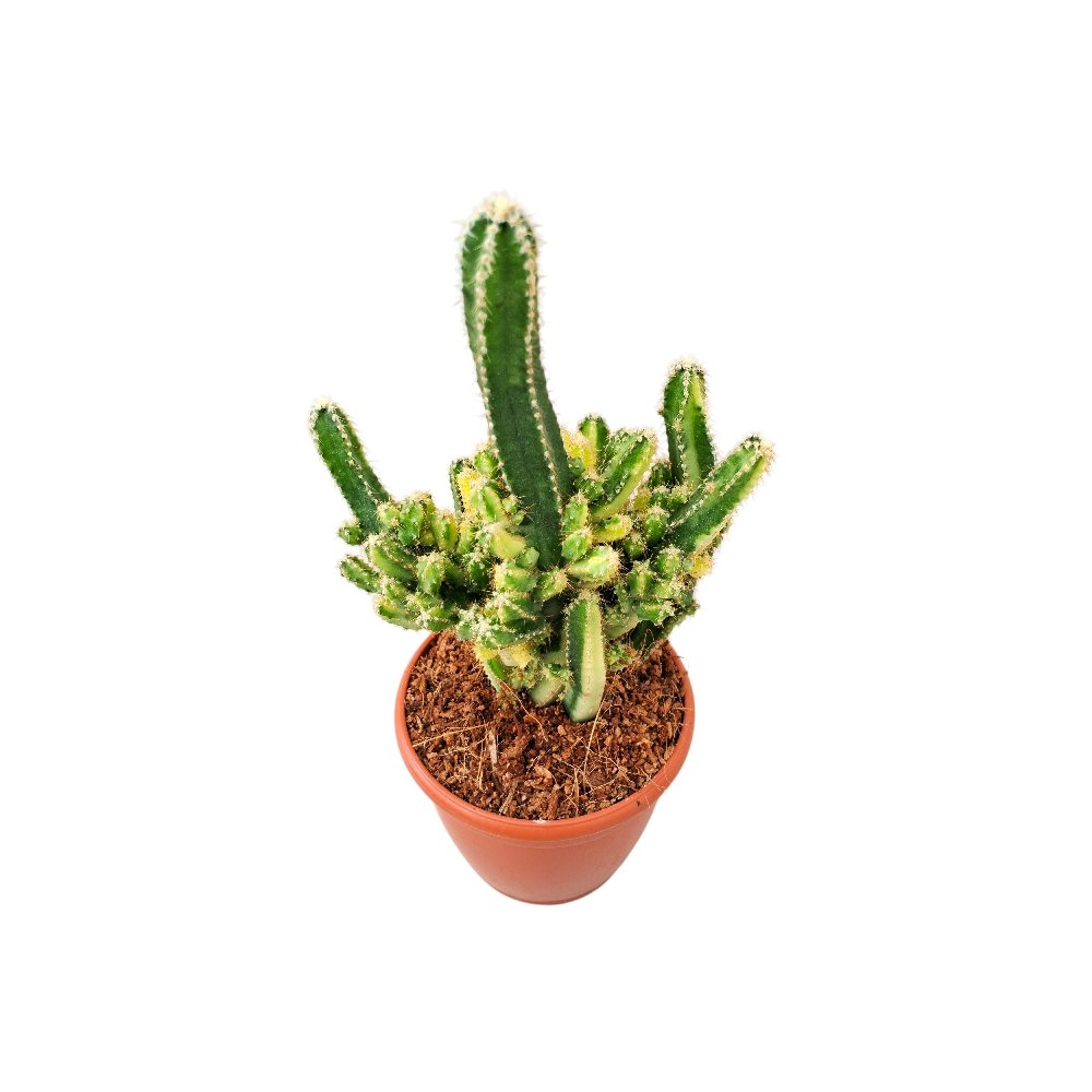 Cereus peruvianus 'Florida' (Monstrose Mini Variegated) – Rare Variegated Monstrose Cactus - Image 3