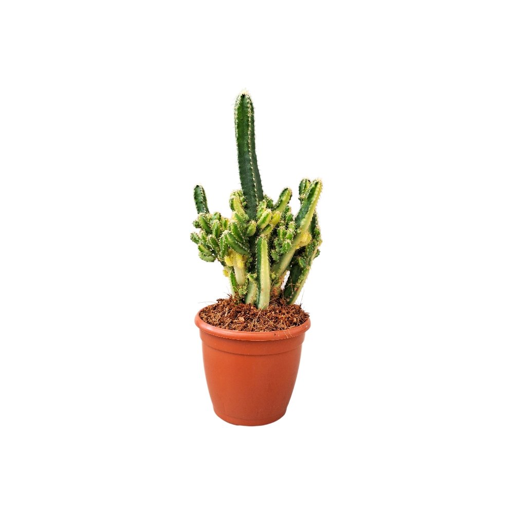 Cereus peruvianus 'Florida' (Monstrose Mini Variegated) – Rare Variegated Monstrose Cactus - Image 2