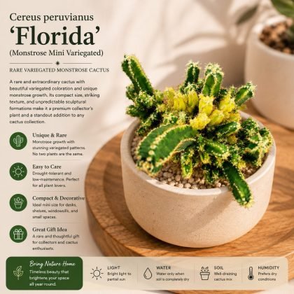 Cereus peruvianus 'Florida' (Monstrose Mini Variegated) – Rare Variegated Monstrose Cactus