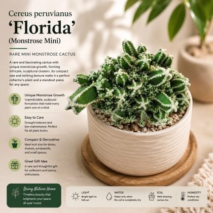 Cereus peruvianus 'Florida' (Monstrose Mini) – Rare Mini Monstrose Cactus