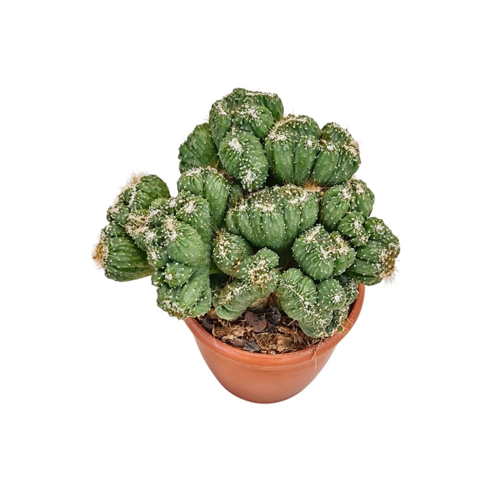 Cereus repandus 'Petra' – Rare Sculptural Columnar Cactus - Image 3
