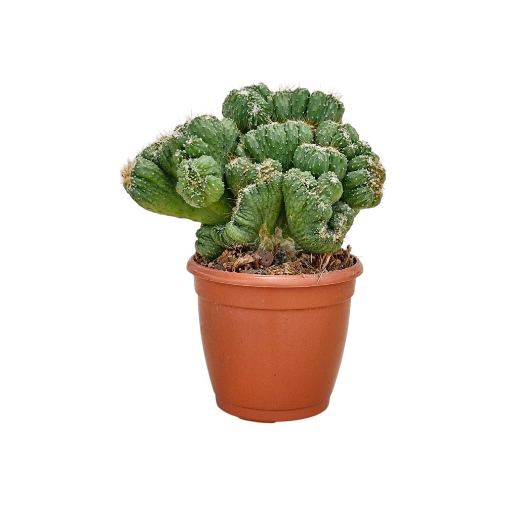 Cereus repandus 'Petra' – Rare Sculptural Columnar Cactus - Image 2