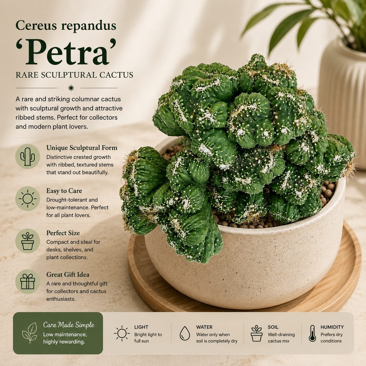 Cereus repandus 'Petra' – Rare Sculptural Columnar Cactus
