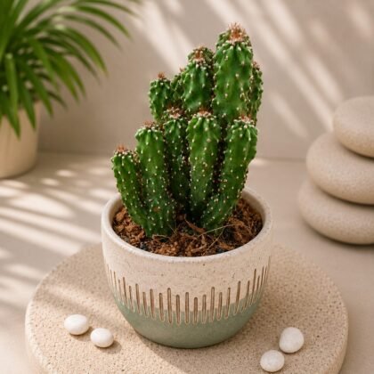 Cereus repandus f. monstrosa – Rare Monstrose Apple Cactus