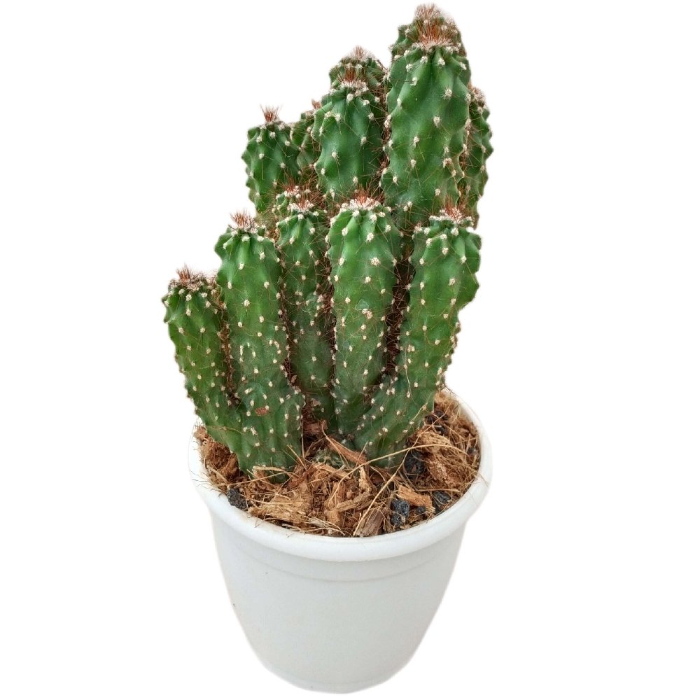 Cereus repandus f. monstrosa – Rare Monstrose Apple Cactus - Image 2