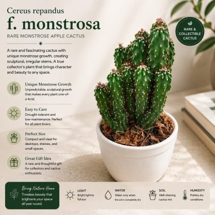 Cereus repandus f. monstrosa – Rare Monstrose Apple Cactus