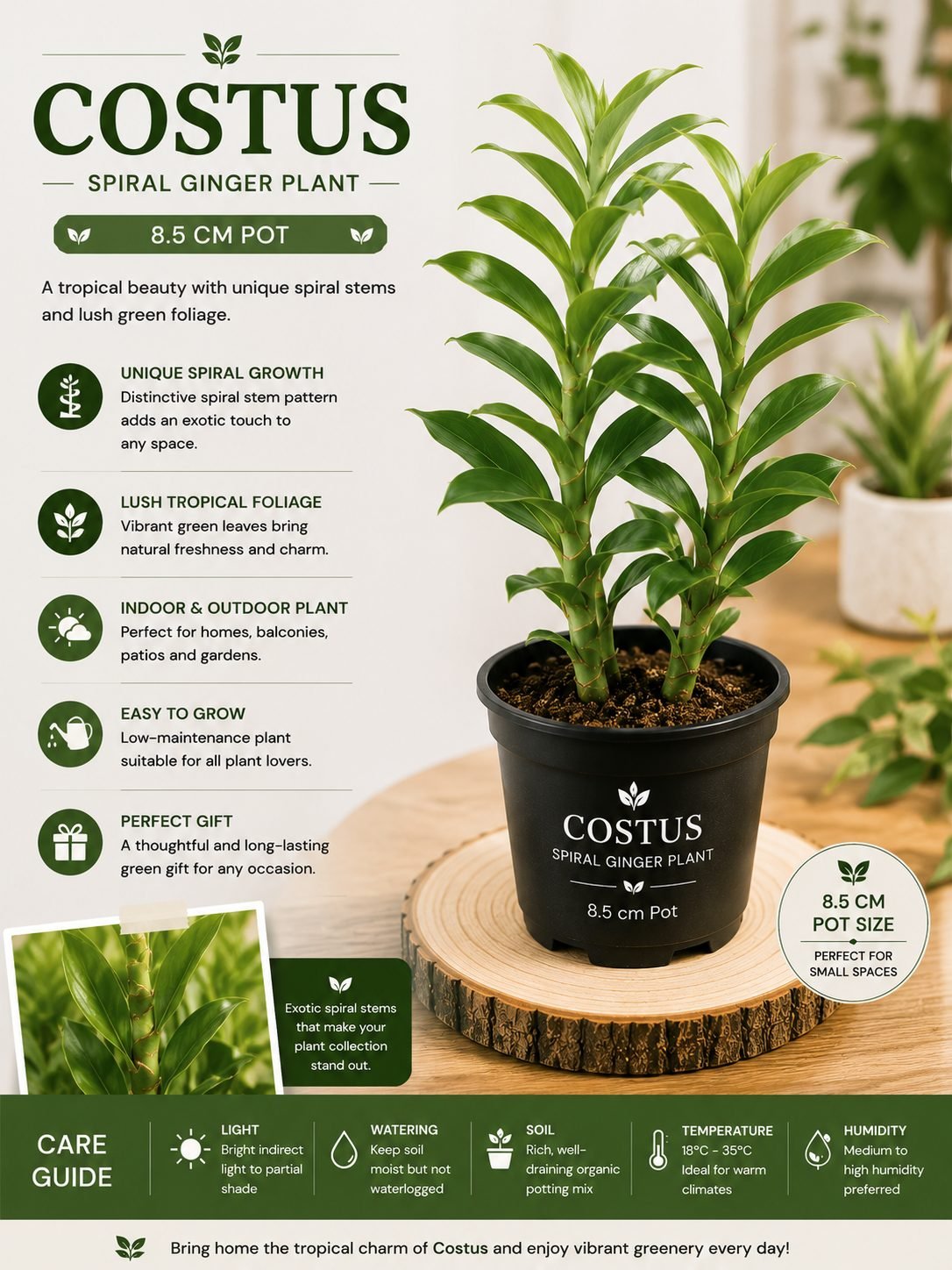 Costus Plant – 8.5 cm Pot - Premium Spiral Ginger Indoor & Outdoor Plant
