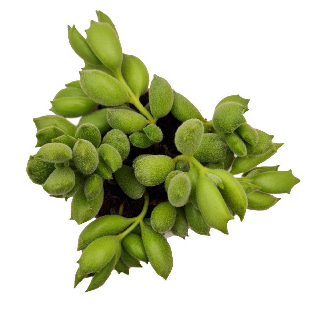 Cotyledon tomentosa 'Baby Bear's Paw' – Rare Fuzzy Succulent - Image 2