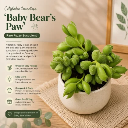 Cotyledon tomentosa 'Baby Bear's Paw' – Rare Fuzzy Succulent