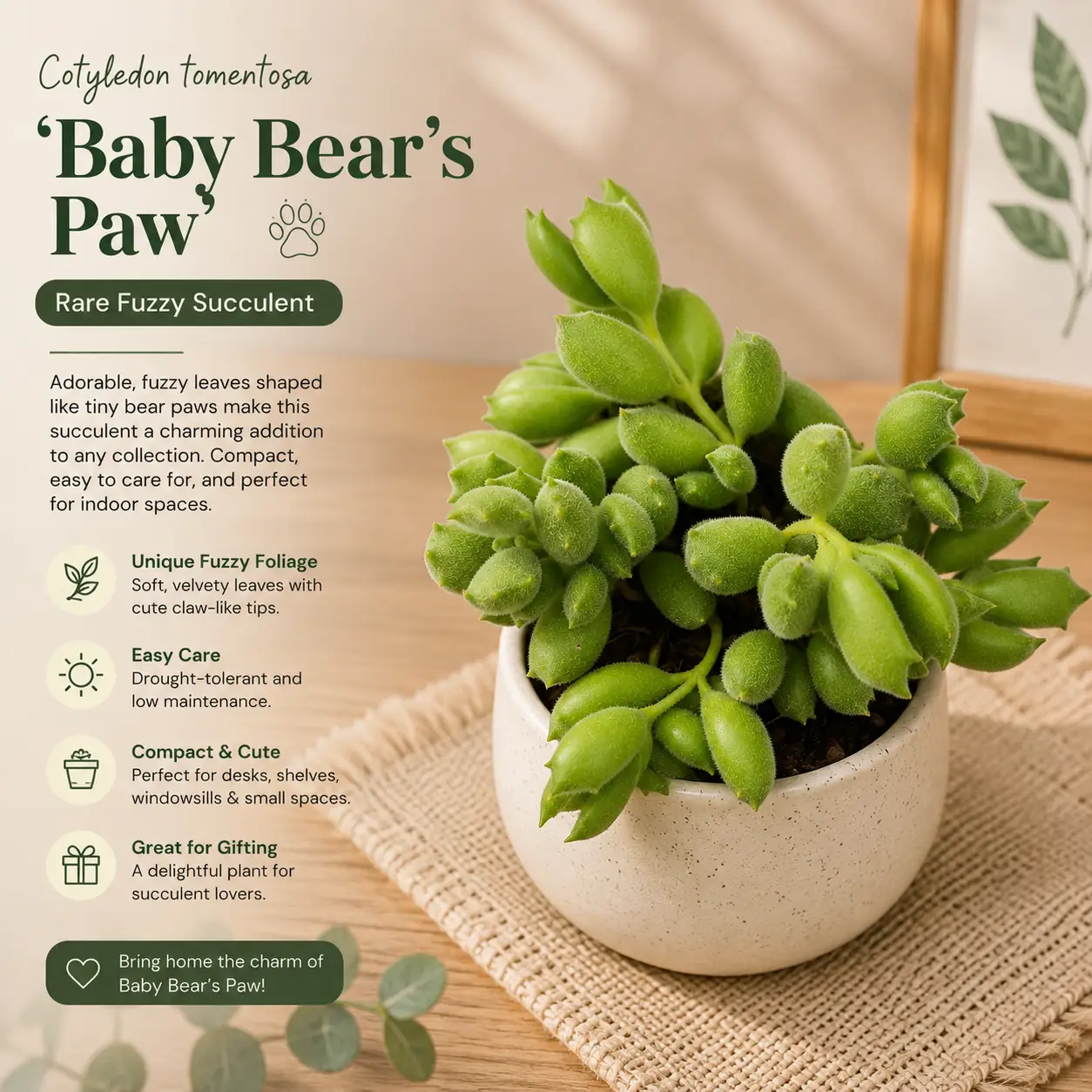 Cotyledon tomentosa 'Baby Bear's Paw' – Rare Fuzzy Succulent