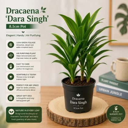 Dracaena 'Dara Singh' – 8.5 cm Pot - Premium Compact Dracaena Indoor Plant