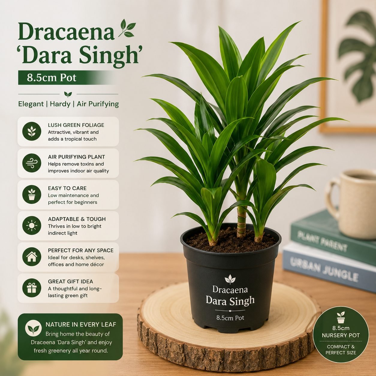 Dracaena 'Dara Singh' – 8.5 cm Pot - Premium Compact Dracaena Indoor Plant