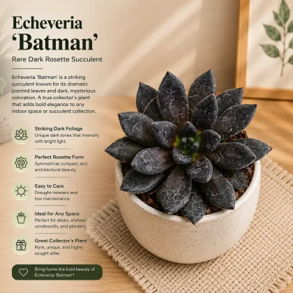 Echeveria 'Batman' – Rare Dark Rosette Succulent