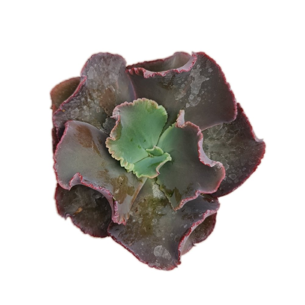 Echeveria Gibbiflora Hybrid #123 – Rare Collector's Rosette Succulent - Image 2