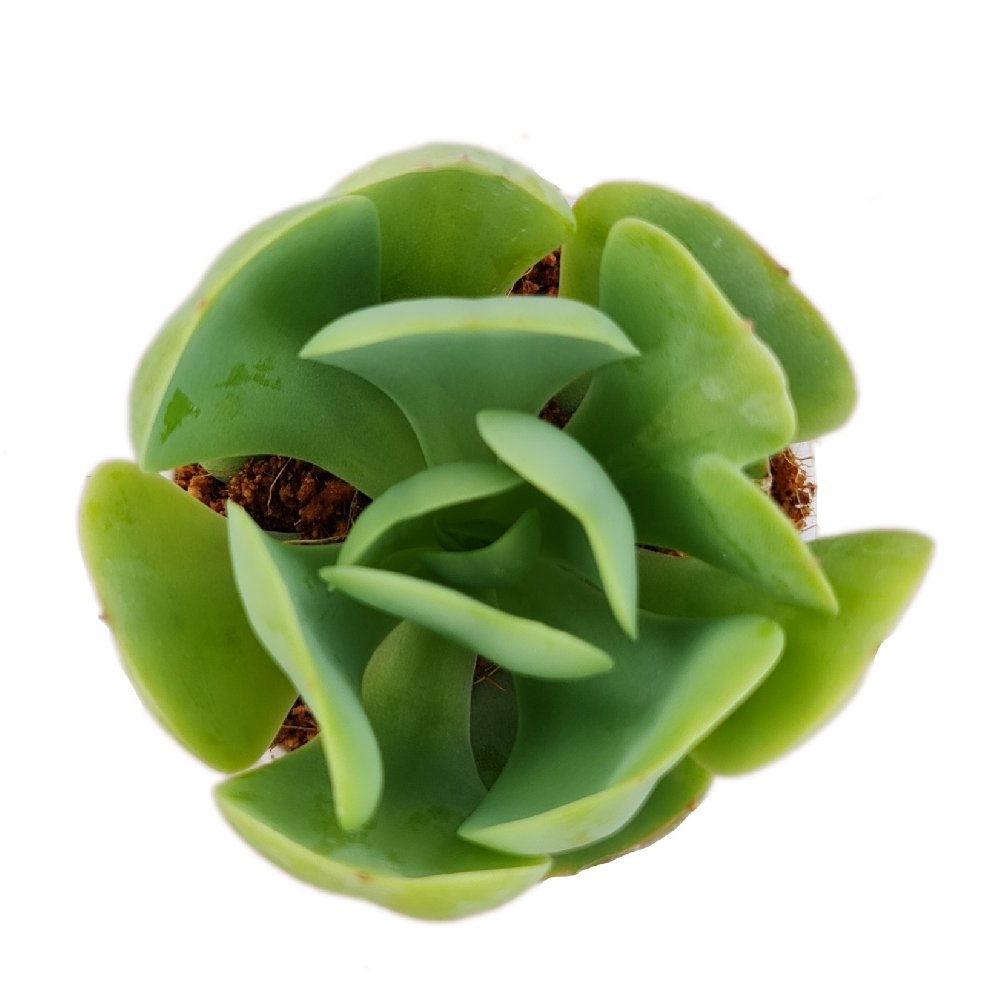 Echeveria 'Green Spoon' – Rare Spoon-Leaf Rosette Succulent - Image 2