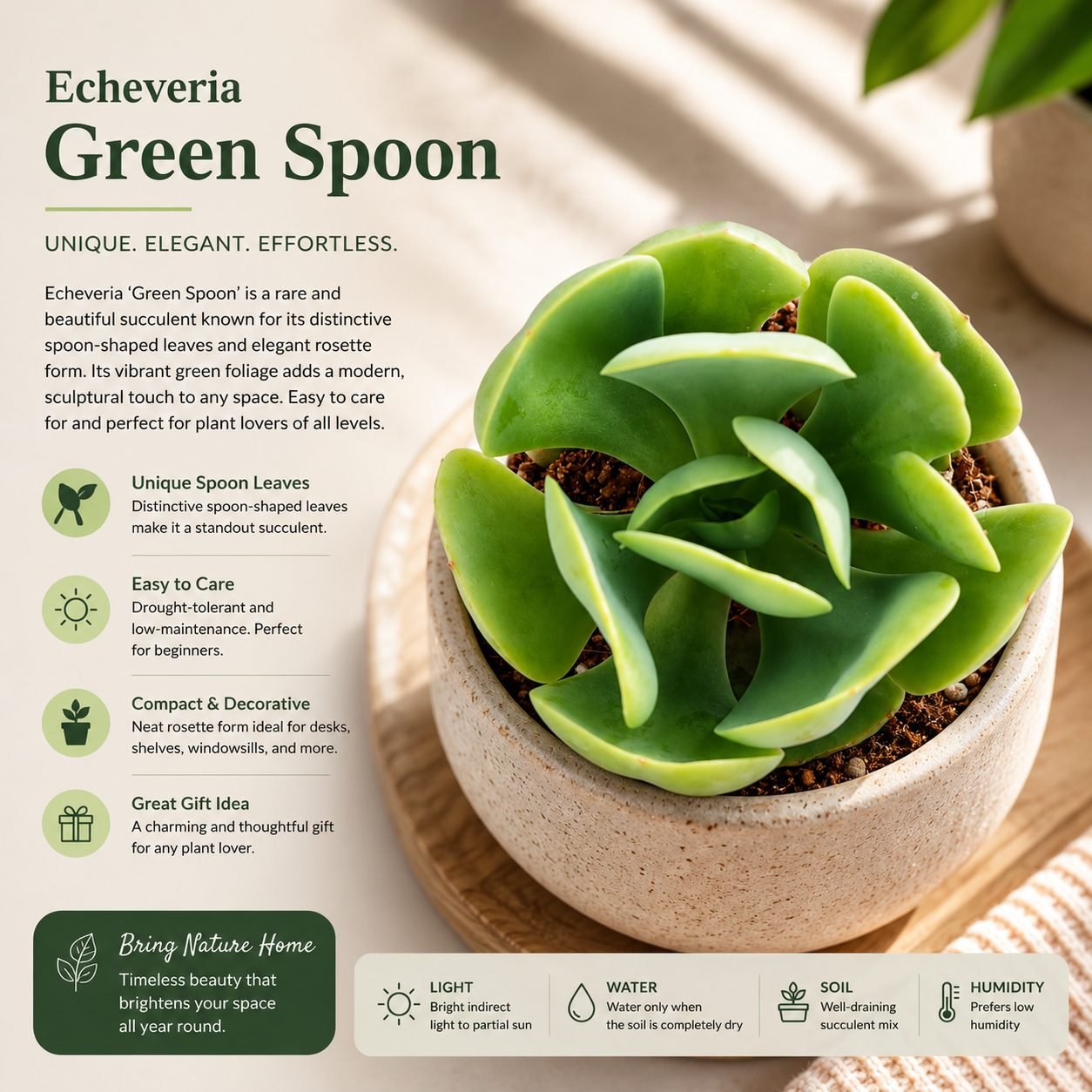 Echeveria 'Green Spoon' – Rare Spoon-Leaf Rosette Succulent
