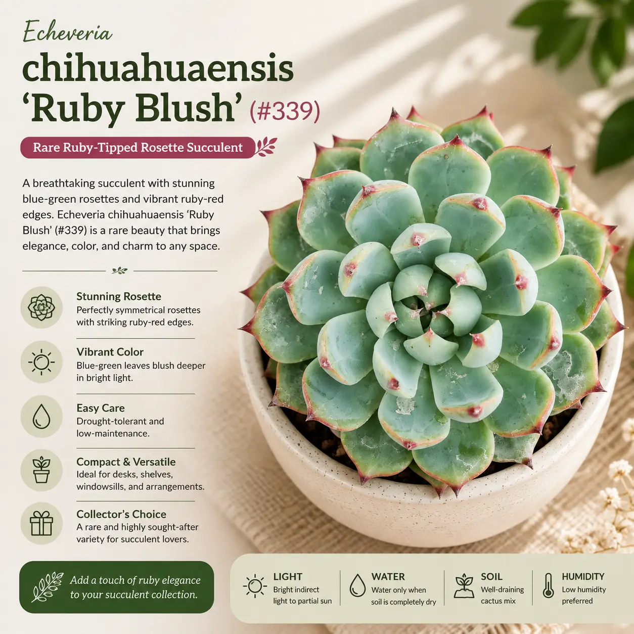 Echeveria chihuahuaensis 'Ruby Blush' (#339) – Rare Ruby-Tipped Rosette Succulent
