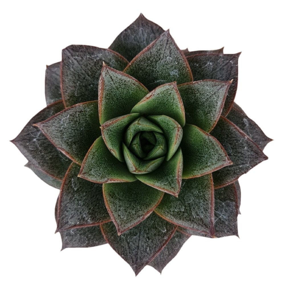 Echeveria chinensis – Elegant Rosette Succulent - Image 2