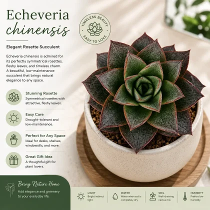 Echeveria chinensis – Elegant Rosette Succulent