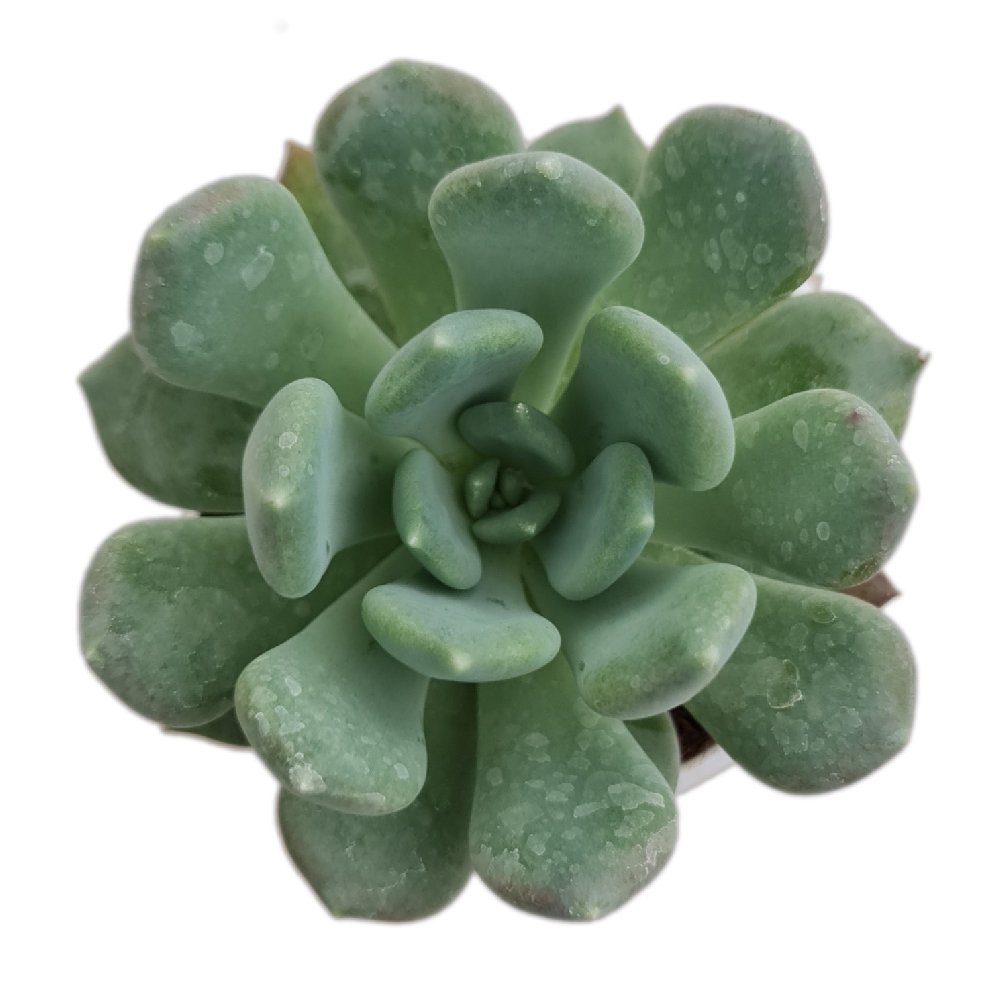 Echeveria elegans 'Blue' – Blue Mexican Snowball Succulent - Image 2