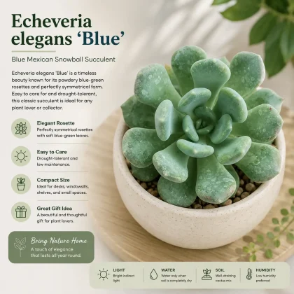 Echeveria elegans 'Blue' – Blue Mexican Snowball Succulent