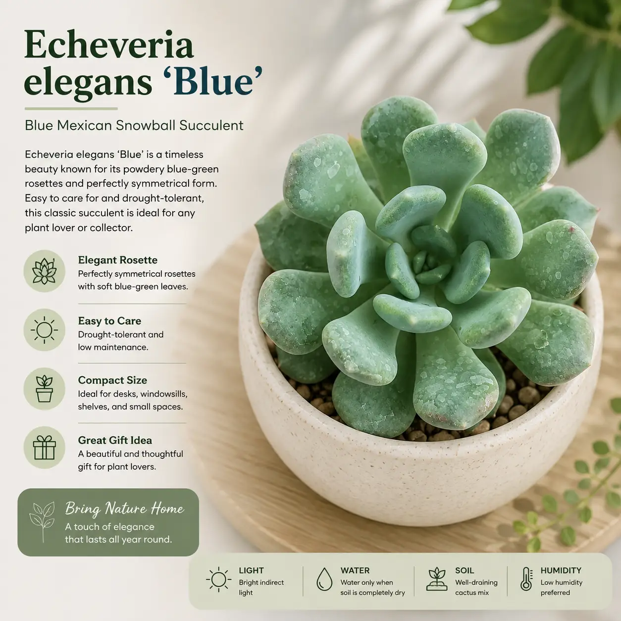 Echeveria elegans 'Blue' – Blue Mexican Snowball Succulent