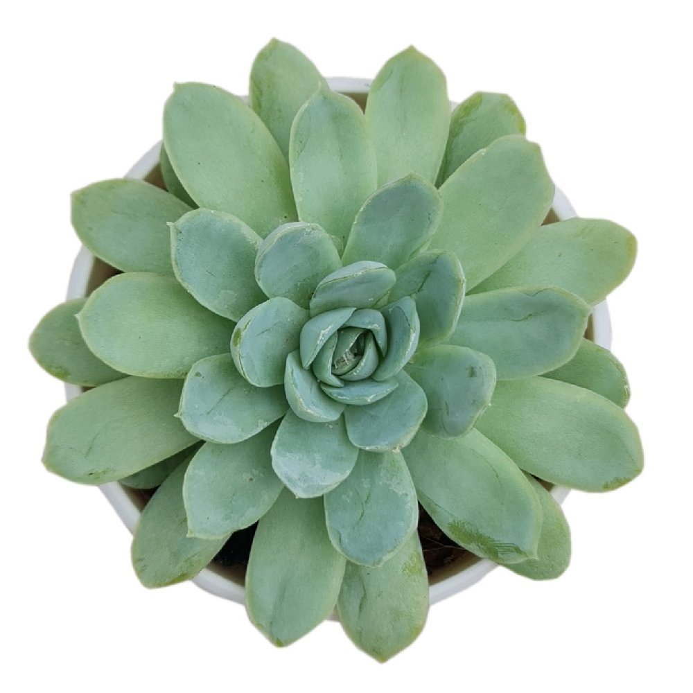 Echeveria elegans 'Mexican Snowball' – Classic Blue-Green Rosette Succulent - Image 2