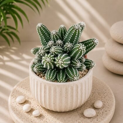 Echinopsis 'Cucumber' – Rare Clumping Ornamental Cactus