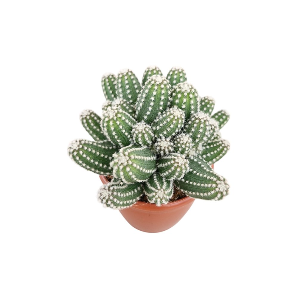 Echinopsis 'Cucumber' – Rare Clumping Ornamental Cactus - Image 2