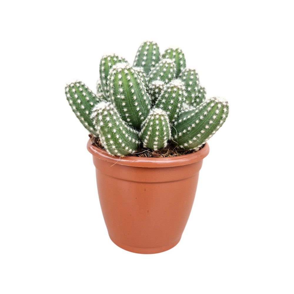 Echinopsis 'Cucumber' – Rare Clumping Ornamental Cactus - Image 3