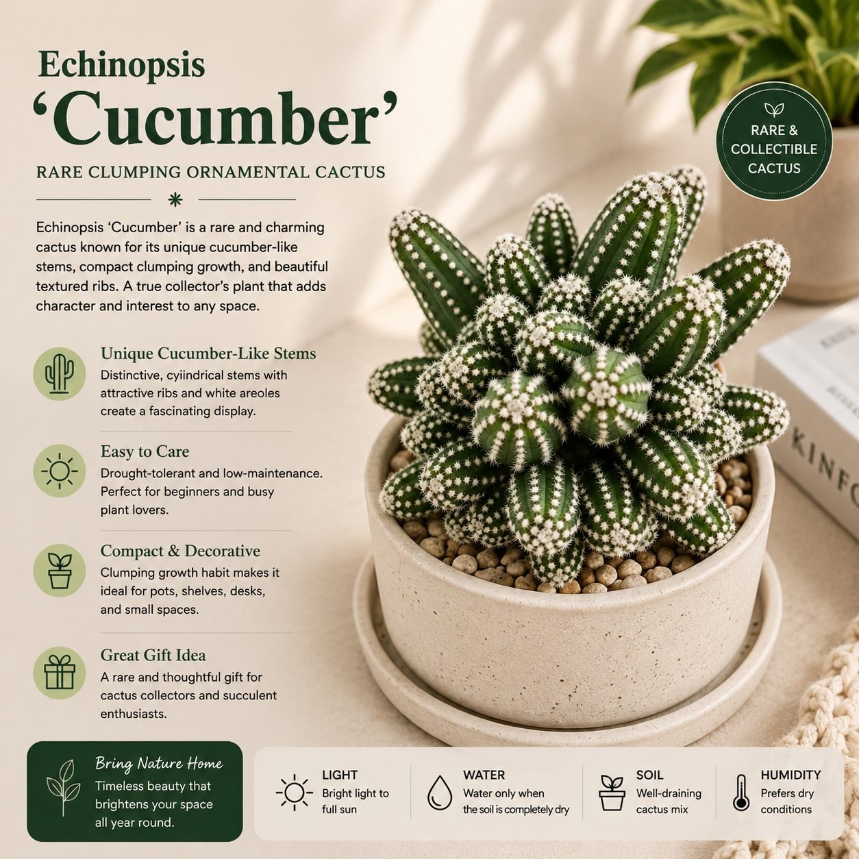 Echinopsis 'Cucumber' – Rare Clumping Ornamental Cactus