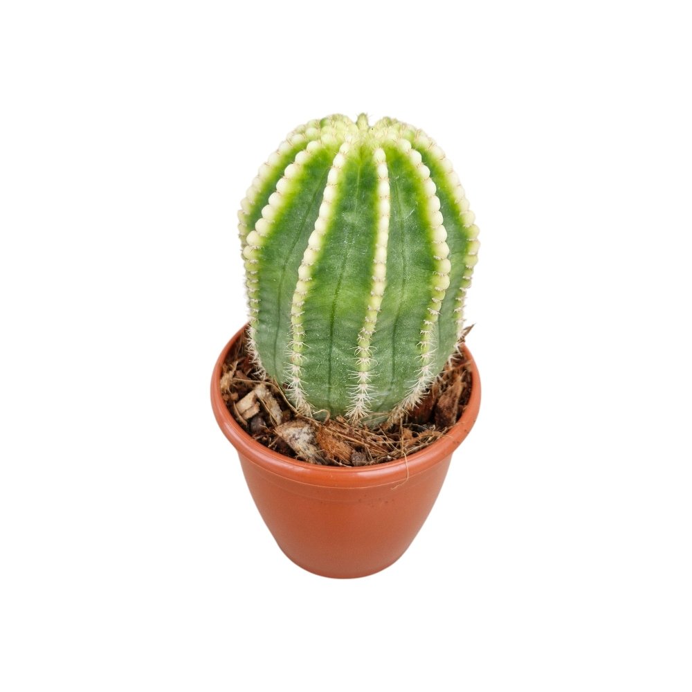Echinopsis 'Cupcake' – Rare Clumping Collector's Cactus - Image 3