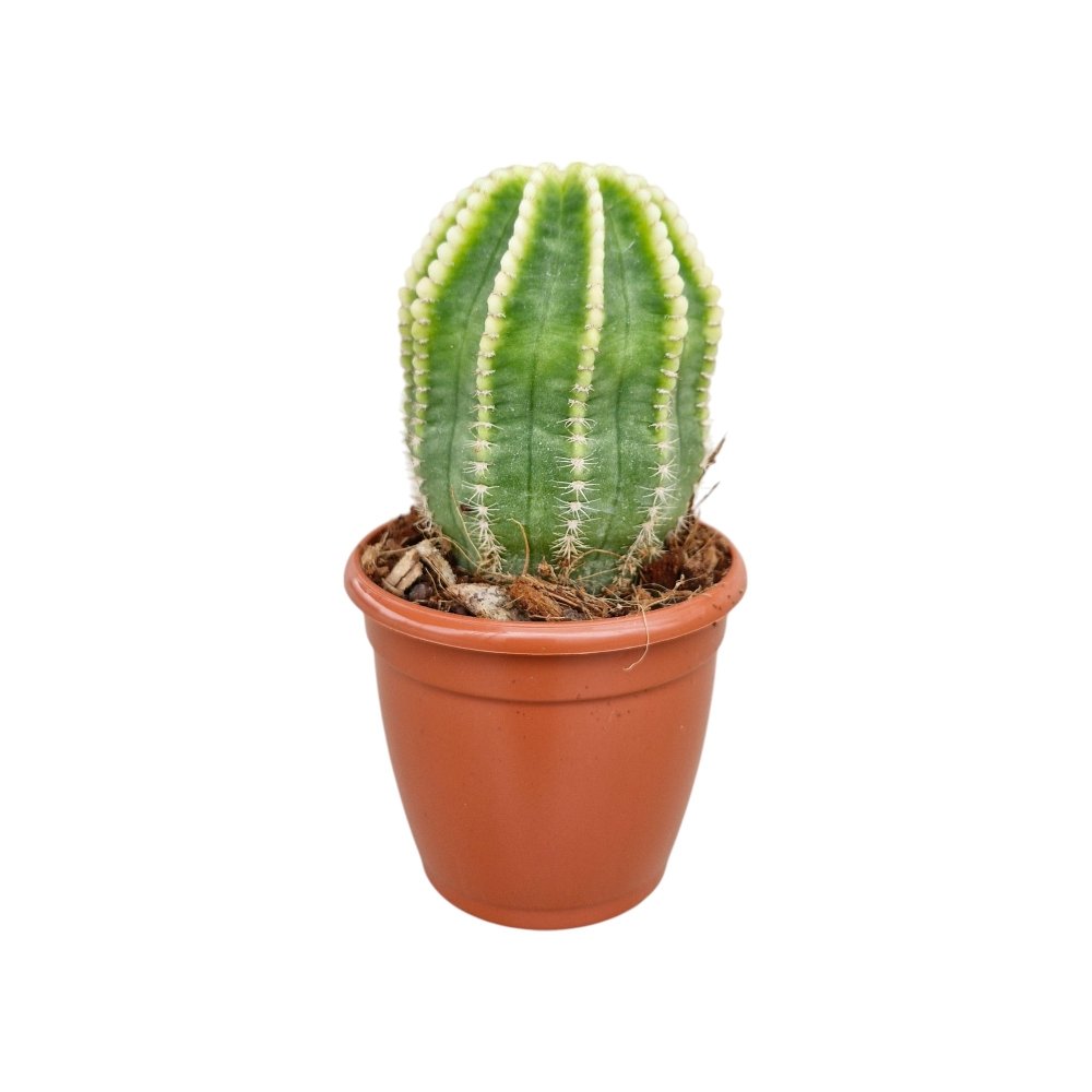 Echinopsis 'Cupcake' – Rare Clumping Collector's Cactus - Image 2