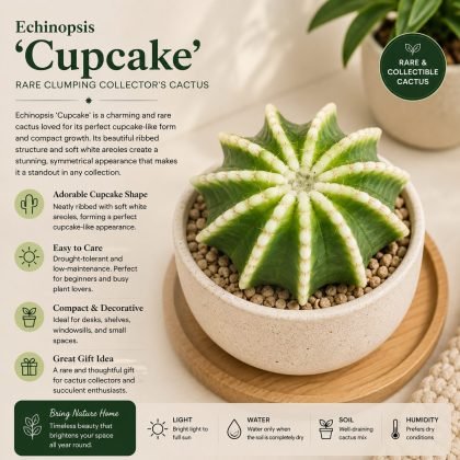 Echinopsis 'Cupcake' – Rare Clumping Collector's Cactus