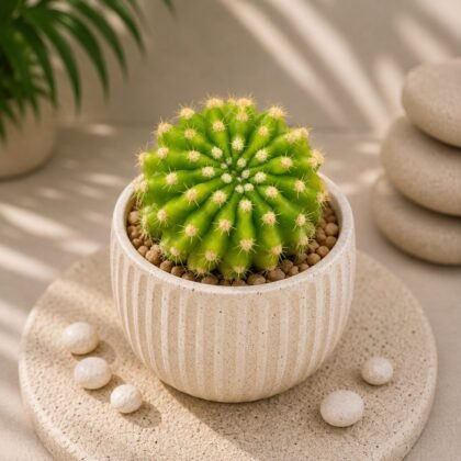 Echinopsis 'Lemon' – Rare Golden Green Collector's Cactus