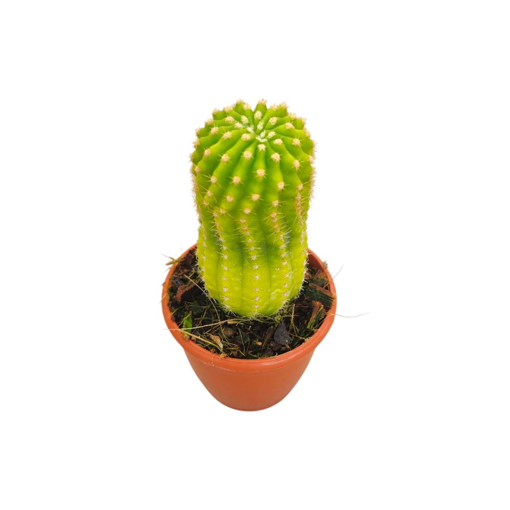 Echinopsis 'Lemon' – Rare Golden Green Collector's Cactus - Image 3