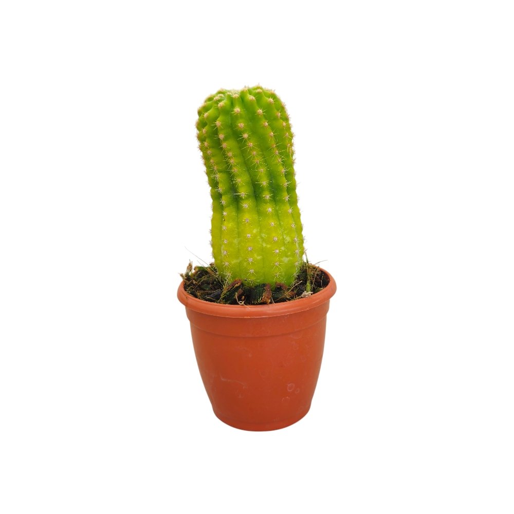 Echinopsis 'Lemon' – Rare Golden Green Collector's Cactus - Image 2