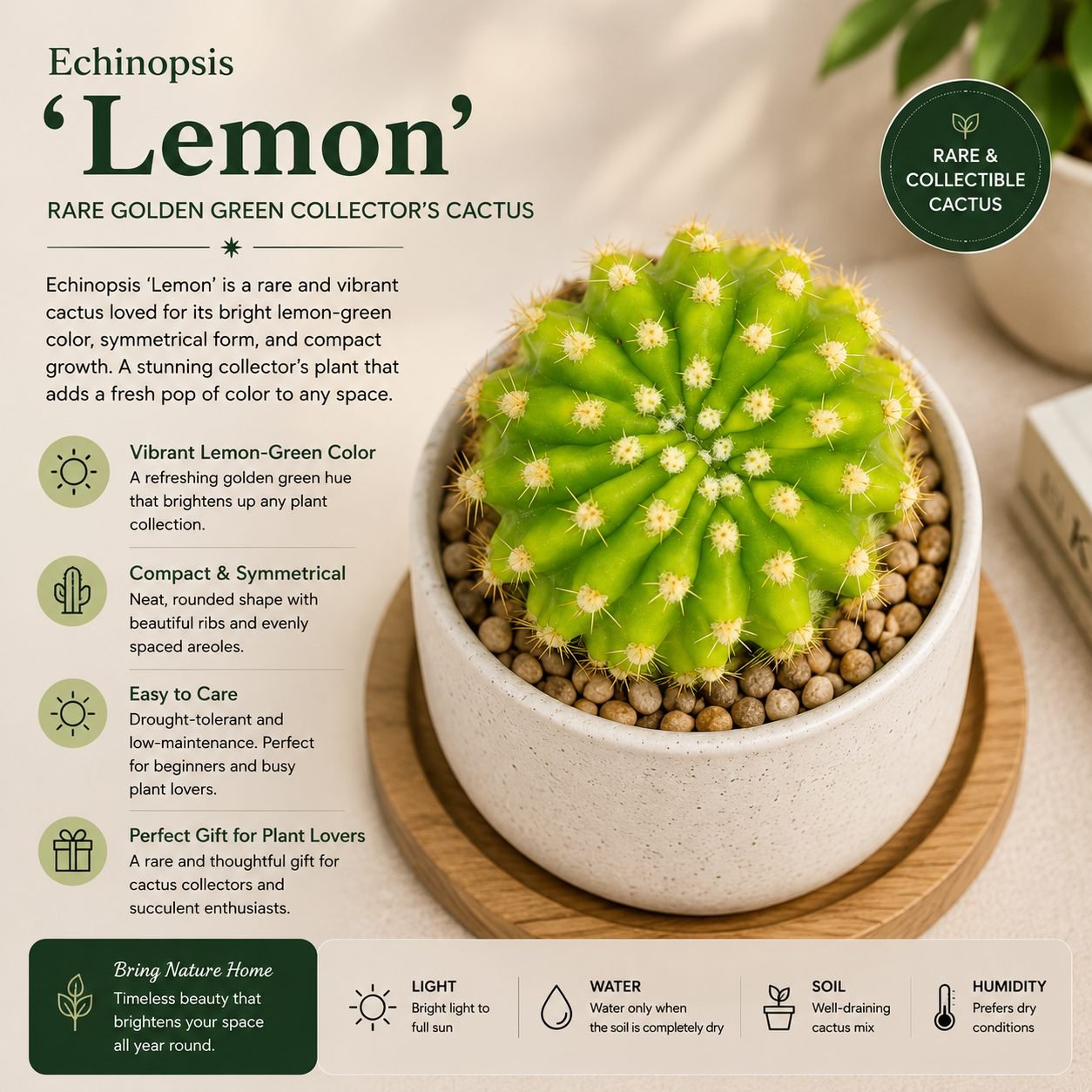 Echinopsis 'Lemon' – Rare Golden Green Collector's Cactus