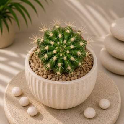 Echinopsis 'Rainbow Bursts' – Rare Colorful Collector's Cactus