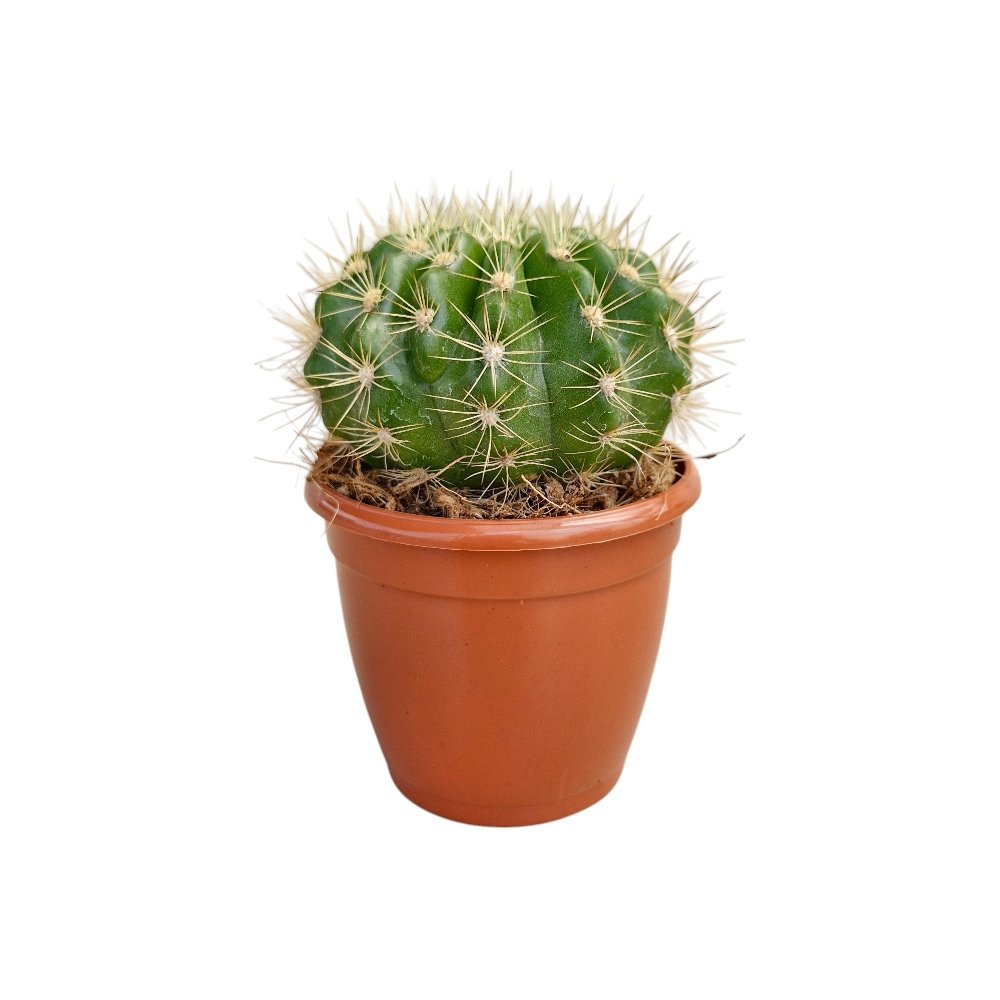 Echinopsis 'Rainbow Bursts' – Rare Colorful Collector's Cactus - Image 3