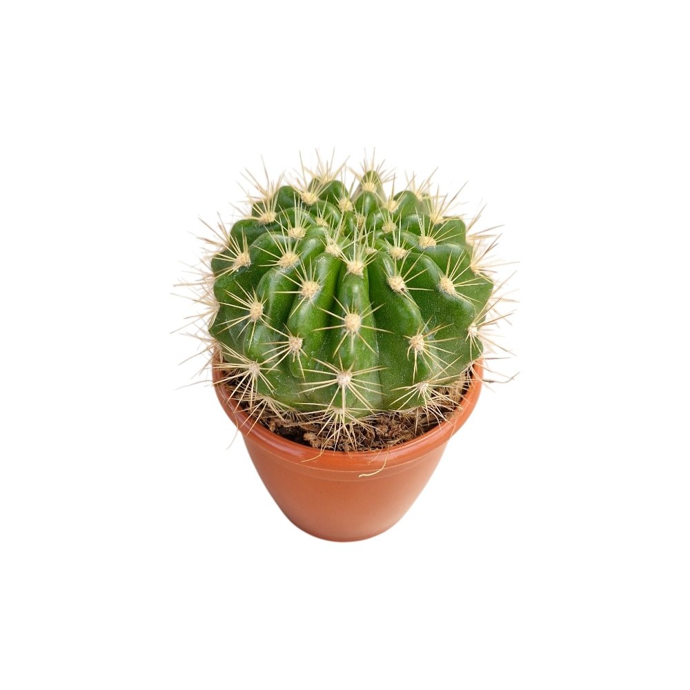 Echinopsis 'Rainbow Bursts' – Rare Colorful Collector's Cactus - Image 2