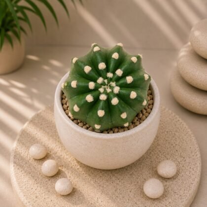 Echinopsis subdenudata – Domino Cactus (Rare Spineless Beauty)